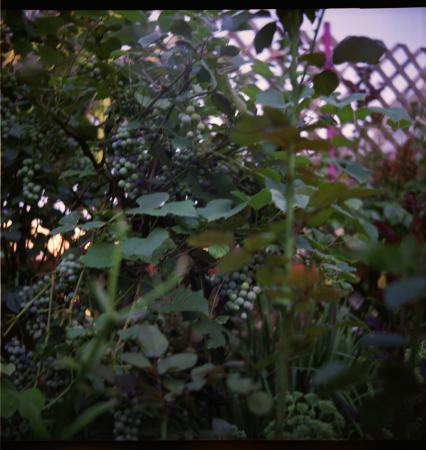 artwork by Mira Gohel